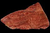 Polished Snakeskin Jasper Section - Western Australia #95210-2